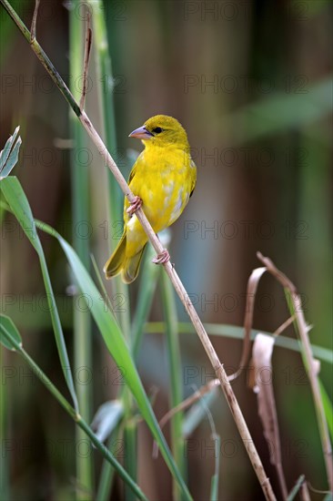 Yellow-bellied weaver