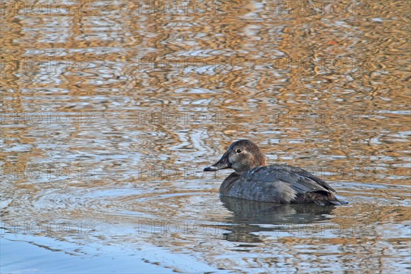 Pochard