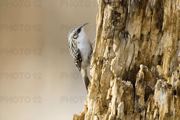 American Treecreeper