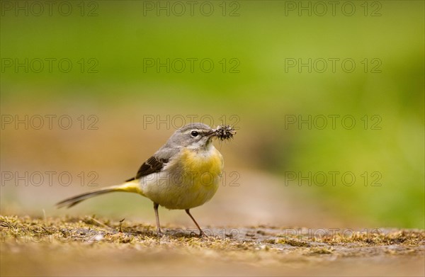 Grey Wagtail