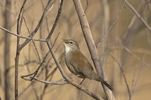 Cetti's Warbler