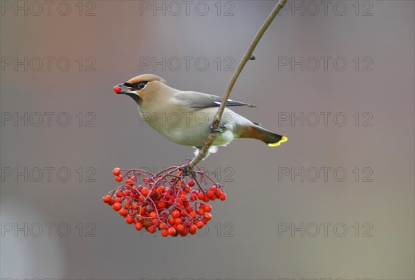 Waxwing