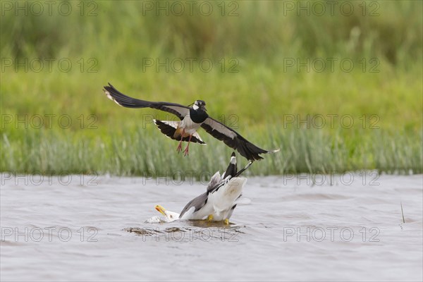 Northern Lapwing