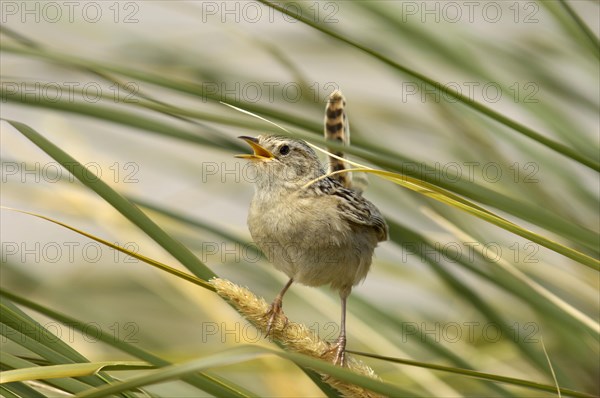 Falkland Sedge Wren