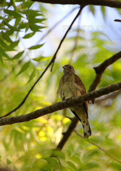 Scaly-throated Honeyguide