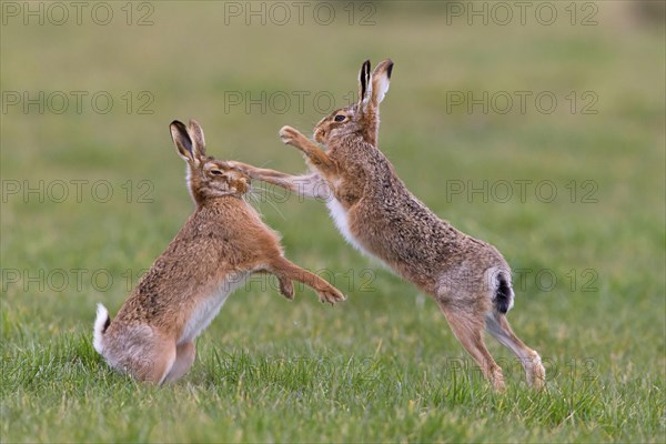 European Hare