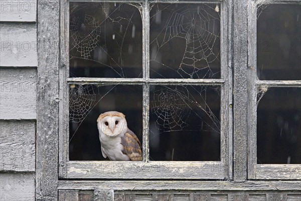 Common barn owl