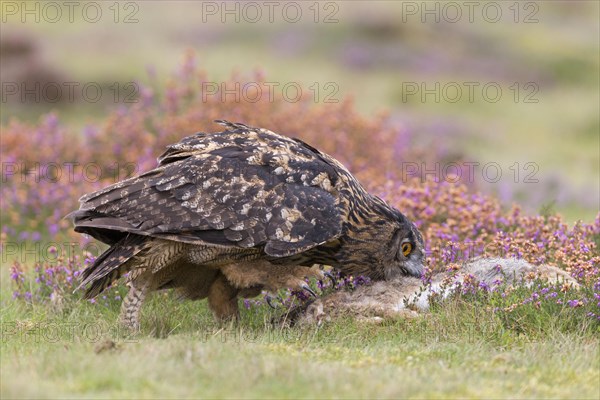 Eurasian eagle-owl