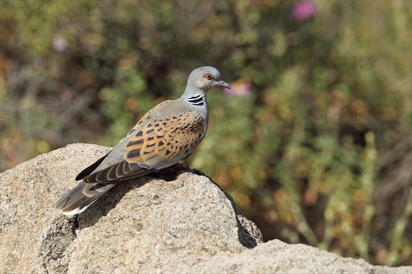 Turtle dove