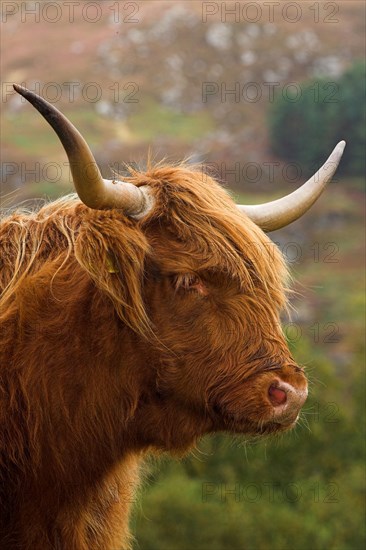 Highland Cattle