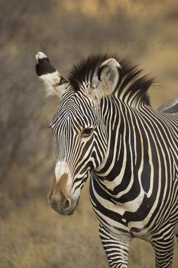 Grevy's grevy's zebra