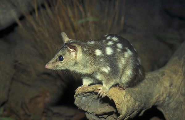 Pygmy pouch marten