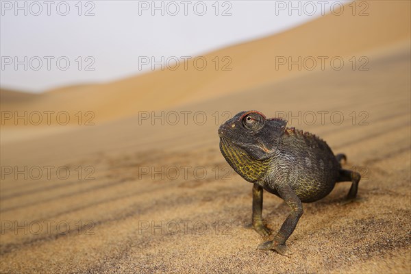 Namaqua Chameleon