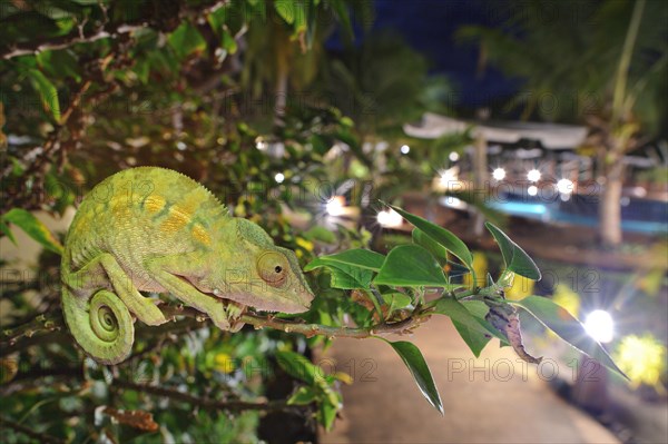 Panther panther chameleon