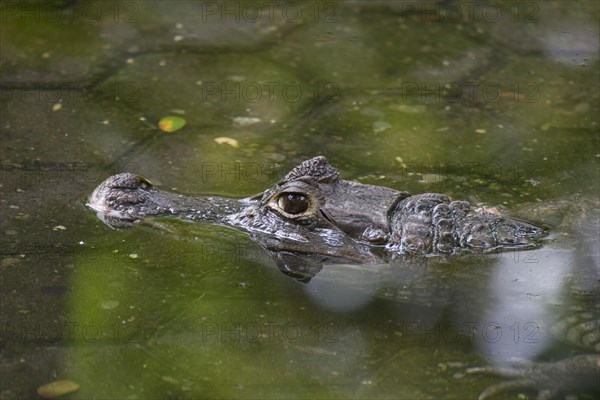 Spectacled caiman