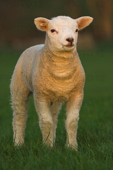 Domestic Sheep