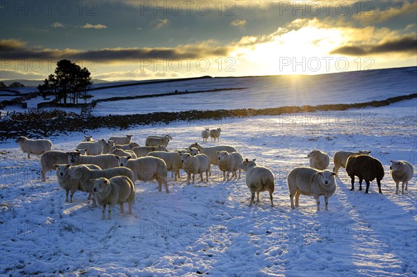 Domestic sheep