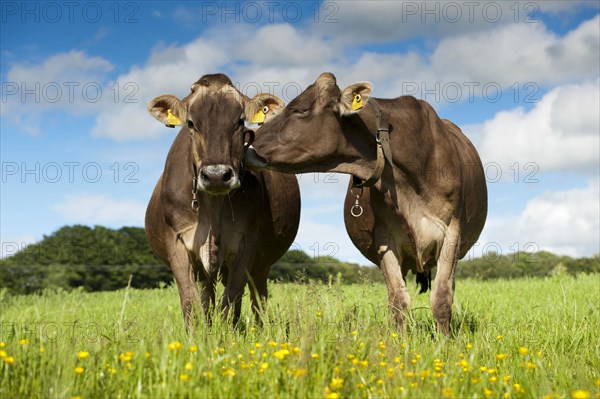 Domestic cattle