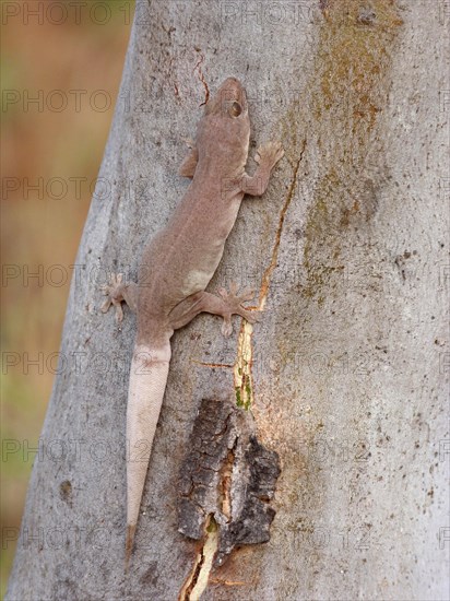 Common house gecko