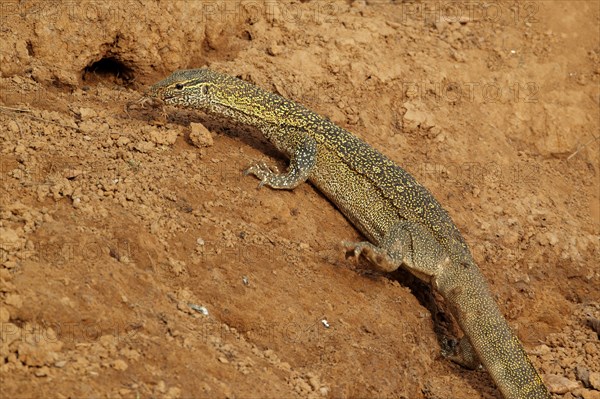 Nile monitor