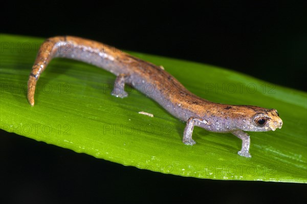 Adult Nauta mushroom tongue salamander