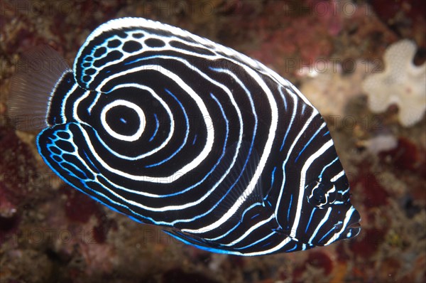 Emperor Angelfish