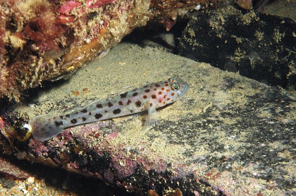 Leopard-spotted Goby