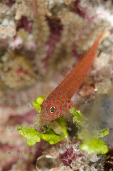 Greybeard goby