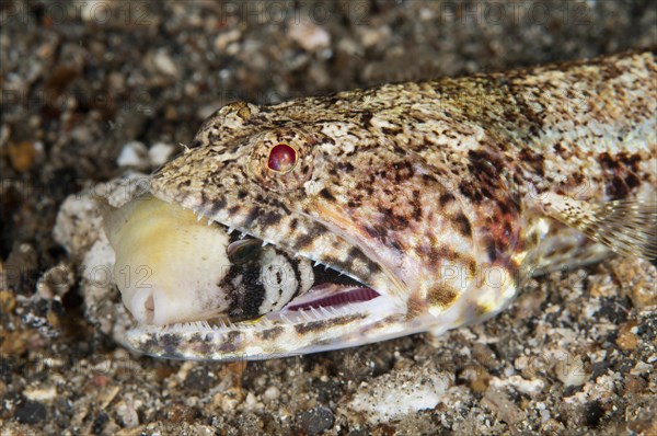 Adult baldhead lizardfish