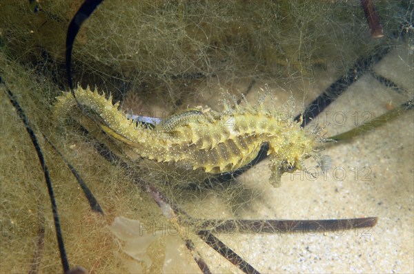 Long-snouted Seahorse