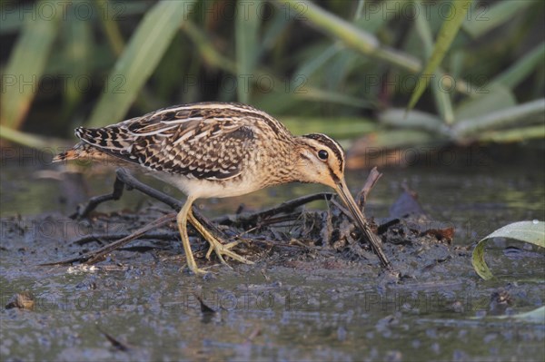 Common Snipe