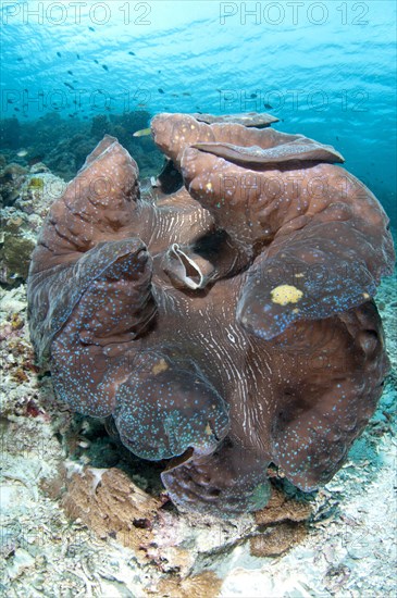 Fluted fluted giant clams