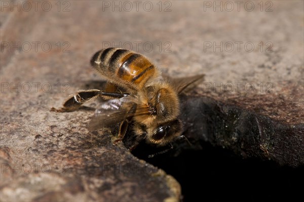 Western Honey Bee