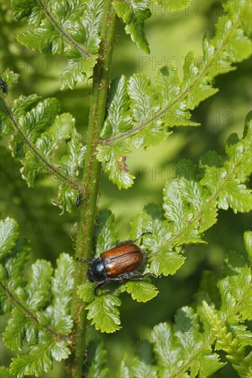 Garden Chafer