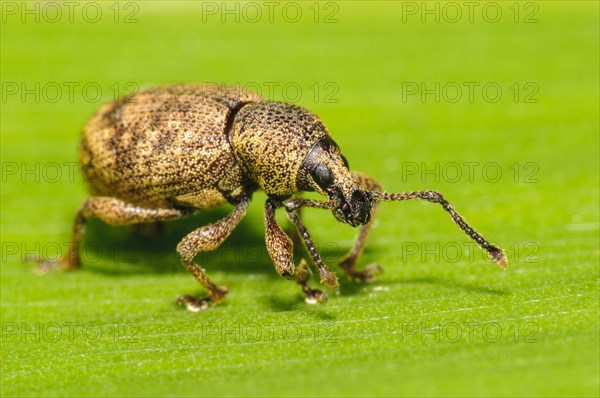 Black Vine Weevil