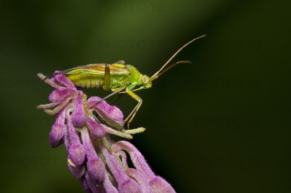 Adult potato capsid bug