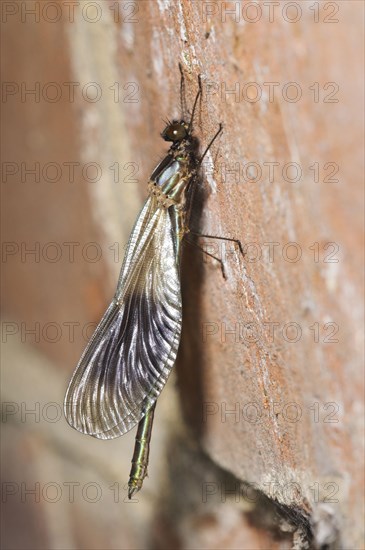 Agrion splendens