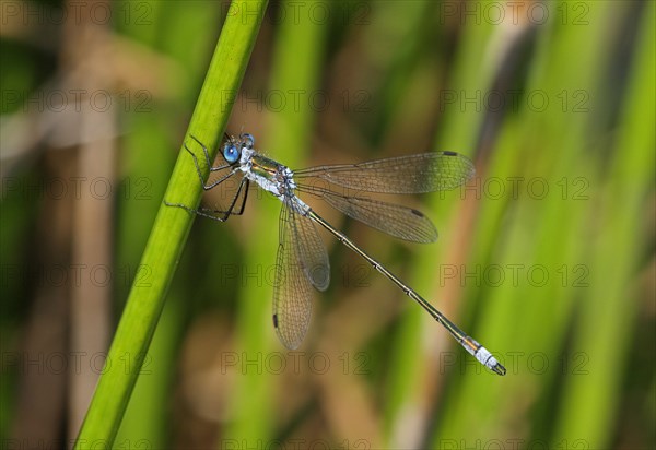 Emerald Damselfly