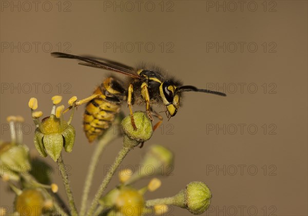 Common Wasp