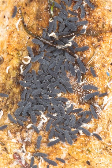 Rockpool Springtail