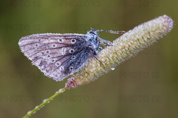 Common Blue