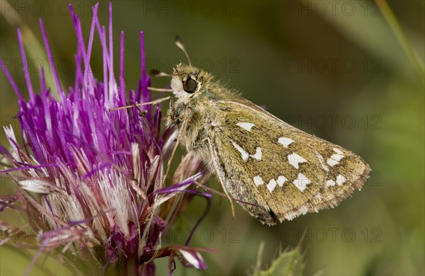 Silver-spotted Skipper