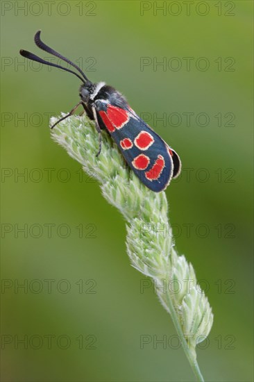 Sainfoin Widder