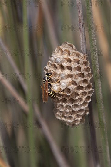 European paper wasp