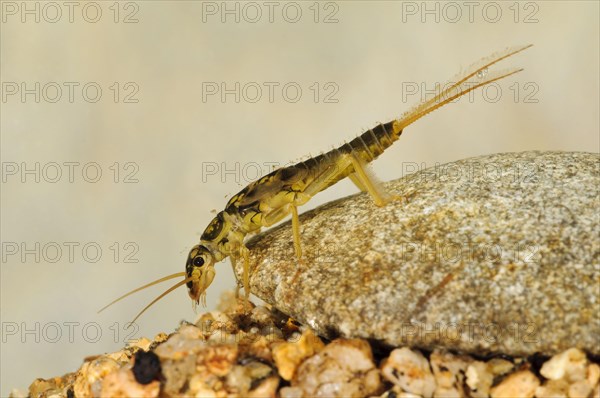 Large stonefly