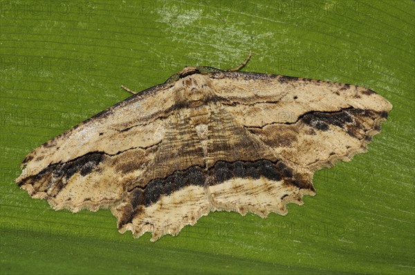 Menophira abruptaria