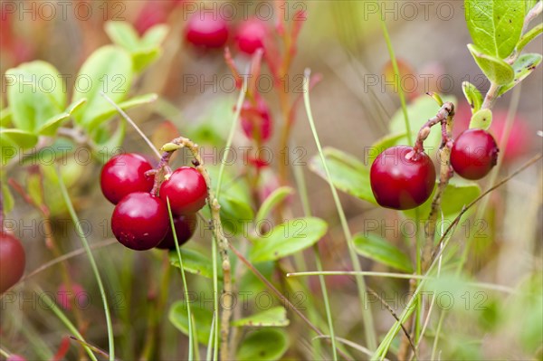 Cowberry