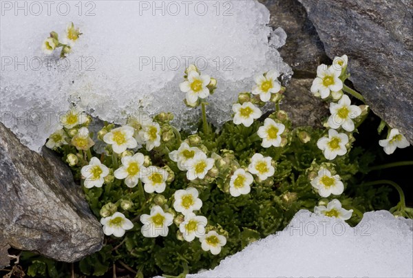 Musky Saxifrage