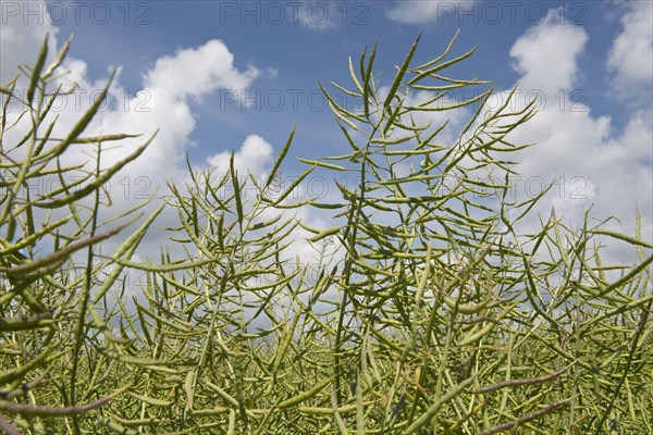 Oilseed rape or canola