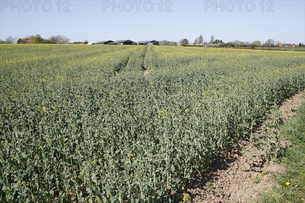 Oilseed Rape